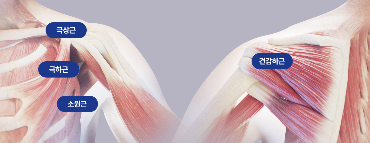 극상근 / 극하근 / 소원근 / 견갑하근